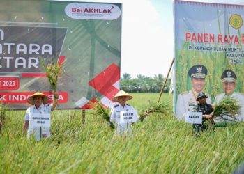Berhasil Penuhi Kebutuhan Pangan, Pemkab Rohil Panen Raya Padi 1 Juta Hektar 