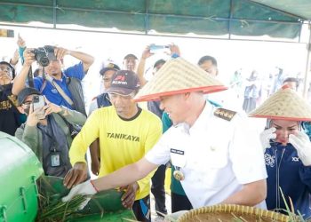 Pemerintah Kabupaten Rokan Hilir Gelar Panen Raya Padi bersama Kodim 0321 Rohil