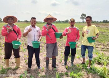 Upaya Meningkatkan Hasil Panen, Bumdes Kepenghuluan Sungai Bakau Lakukan Pemupukan Keladi Ungu