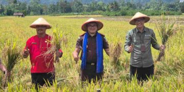 Dukung Ketapang, Kajati Maluku Hadiri Panen Raya Padi Sawah Di Desa Waimital
