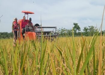 Berkat Dukungan Pemkab, Rokan Hilir Menjadi Salah Penghasil Padi di provinsi Riau 