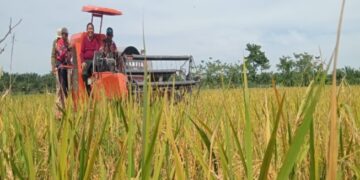 Berkat Dukungan Pemkab, Rokan Hilir Menjadi Salah Penghasil Padi di provinsi Riau