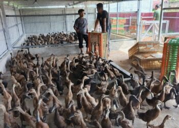 Di atas lahan milik Desa, telah berdiri kokoh satu unit Kandang (5 x 20 meter) yang berisi sebanyak 500 ekor Bebek petelur jenis Ratu yang nantinya di usahakan dapat mendongkrak dan menambah pendapatan asli Desa Kepenghuluan Serusa Kecamatan Bangko (f: Indra)