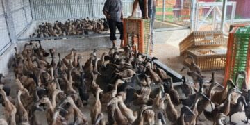 BUMDes Kepenghuluan Serusa Budi Daya 500 Ekor Bebek Petelur 