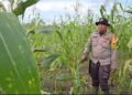 Bhabinkamtibmas Raja Bejamu pantau Perkembangan jagung pipil Dilahan Binaan