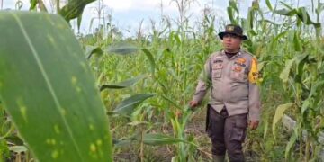 Bhabinkamtibmas Raja Bejamu pantau Perkembangan jagung pipil Dilahan Binaan