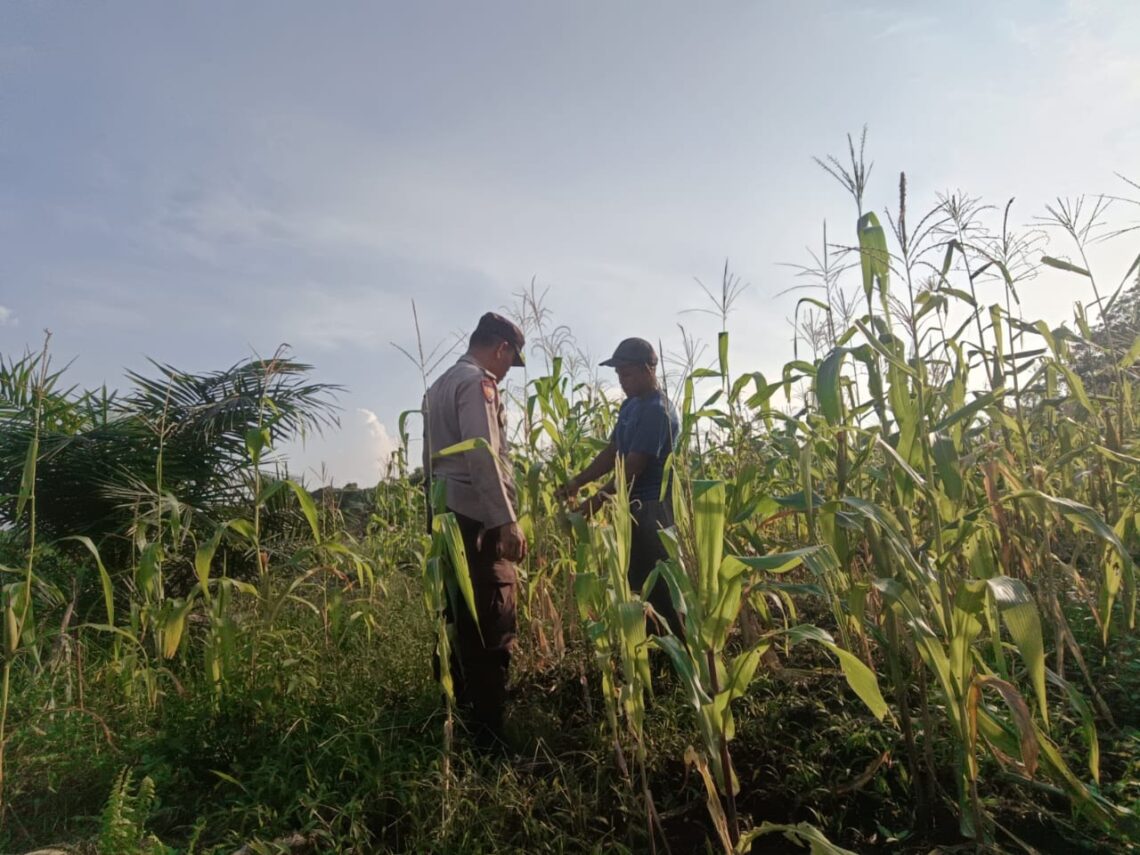Polsek Sinaboi Pantau Pertumbuhan Jagung Binaan di Kep. Darussalam 