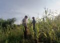 Polsek Sinaboi Pantau Pertumbuhan Jagung Binaan di Kep. Darussalam 