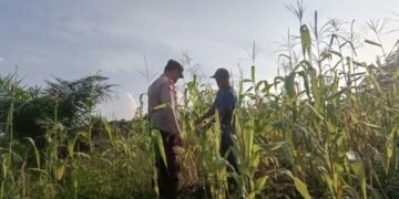 Polsek Sinaboi Pantau Pertumbuhan Jagung Binaan di Kep. Darussalam 