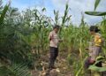 Polsek Sinaboi Intensifkan Pengawasan Lahan Jagung Binaan di Lahan Gambut