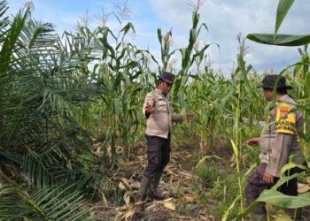 Bhabinkamtibmas Kep. Sungai Bakau, Aipda Ranjo Nainggolan, bersama Bhabinkamtibmas Kep. Sungai Nyamuk Briptu Satrio lakukan pengecekan rutin tanaman jagung pipil di lahan binaan  Kampung Aman Kepenghuluan Sungai Bakau (f: Iwandi)