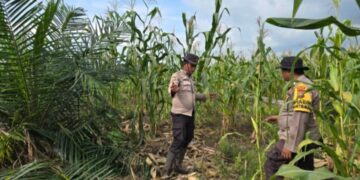 Polsek Sinaboi Intensifkan Pengawasan Lahan Jagung Binaan di Lahan Gambut