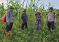 Polsek Sinaboi Intensifkan Pengecekan  Lahan Ketahanan Pangan Jagung Pipil