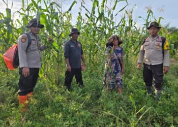 Personel Polsek Sinaboi lakukan pengecekan berkala terhadap tanaman jagung pipil di lahan ketahanan pangan binaan (f: Iwandi)