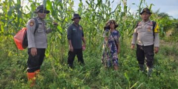 Polsek Sinaboi Intensifkan Pengecekan  Lahan Ketahanan Pangan Jagung Pipil