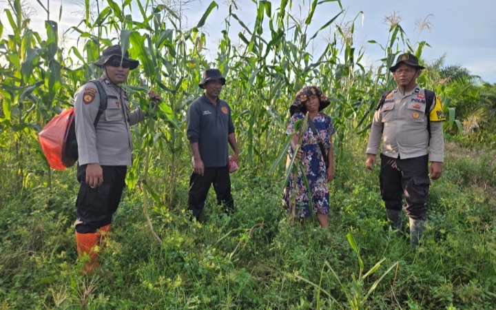 Polsek Sinaboi Intensifkan Pengecekan Lahan Ketahanan Pangan Jagung Pipil