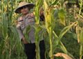 Sinergi Polsek Sinaboi dengan Petani Kawal 4 Hektar Jagung Pipil di Lahan Gambut