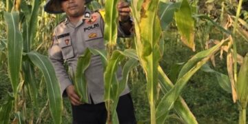 Sinergi Polsek Sinaboi dengan Petani Kawal 4 Hektar Jagung Pipil di Lahan Gambut