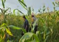 Polsek Sinaboi Rutin Melihat Tumbuh Kembang Jagung Pipil di Lahan Binaan 