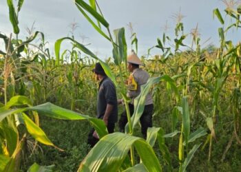 Swasembada jagung pipil Polsek Sinaboi di lahan binaan hampir panen (f: Iwandi)