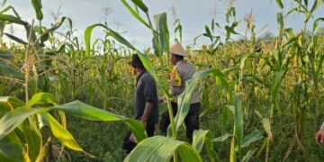 Polsek Sinaboi Rutin Melihat Tumbuh Kembang Jagung Pipil di Lahan Binaan 