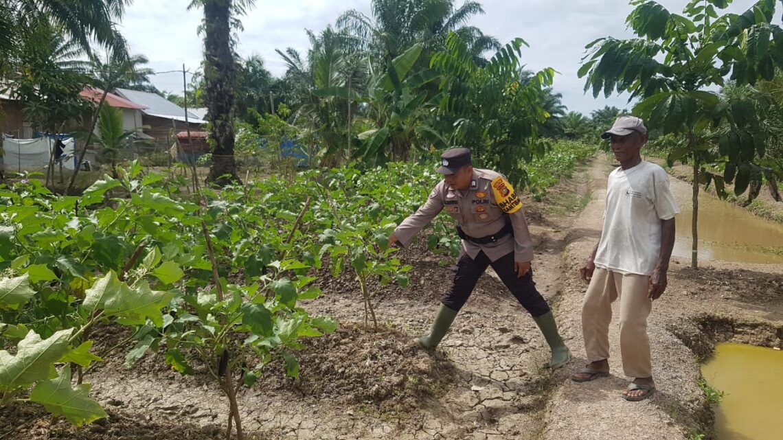 Polsek Sinaboi Cek Lahan Ketahanan Pangan Binaan