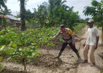 Polsek Sinaboi Cek Lahan Ketahanan Pangan Binaan