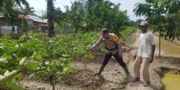 Polsek Sinaboi Cek Lahan Ketahanan Pangan Binaan