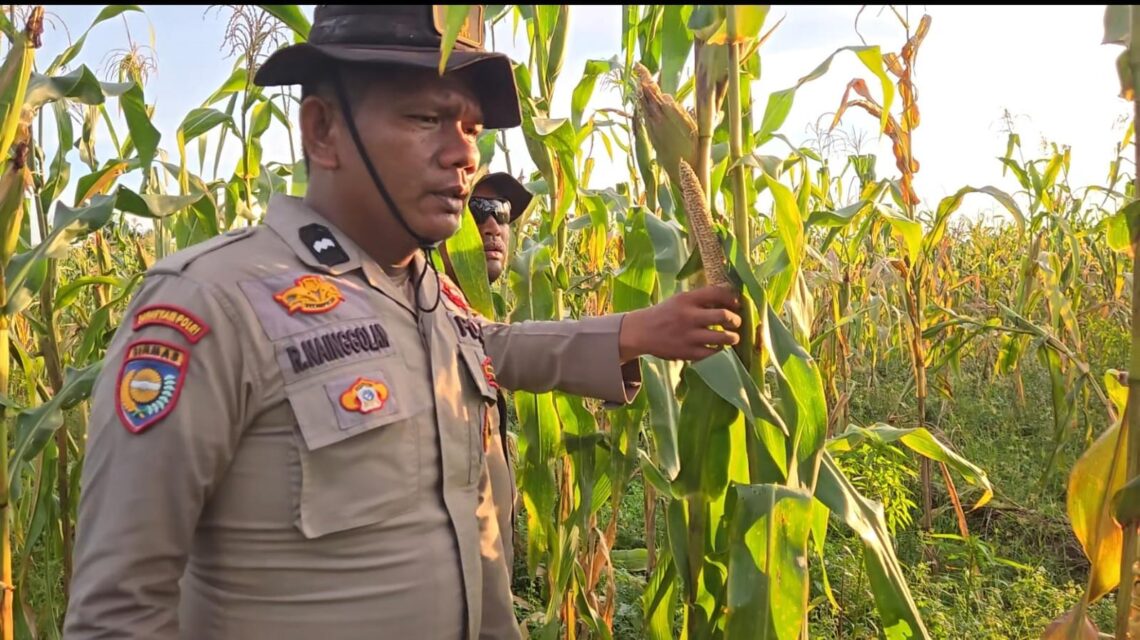 Polsek Sinaboi Cek Kesiapan Panen 4 Hektar Jagung Pipil Warga Binaan 