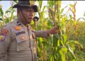 Polsek Sinaboi Cek Kesiapan Panen 4 Hektar Jagung Pipil Warga Binaan 