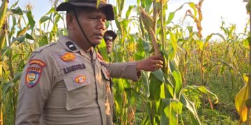 Polsek Sinaboi Cek Kesiapan Panen 4 Hektar Jagung Pipil Warga Binaan 