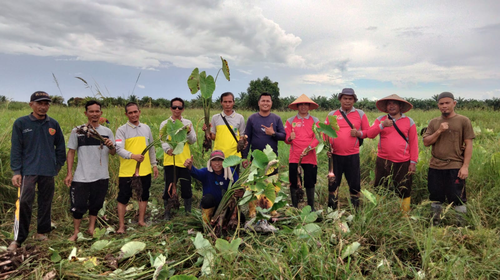 Bumkep Jaya Makmur Sungai Bakau Gelar Panen Raya Talas Ungu