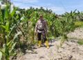 Polsek Panipahan Pantau Pertumbuhan Jagung pipil Petani 
