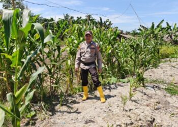 Personel Polsek Panipahan Bripka Muhammad Yusuf melakukan pengecekan rutin jagung pipil milik masyarakat (Haes)