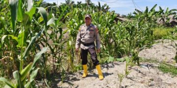 Polsek Panipahan Pantau Pertumbuhan Jagung pipil Petani 