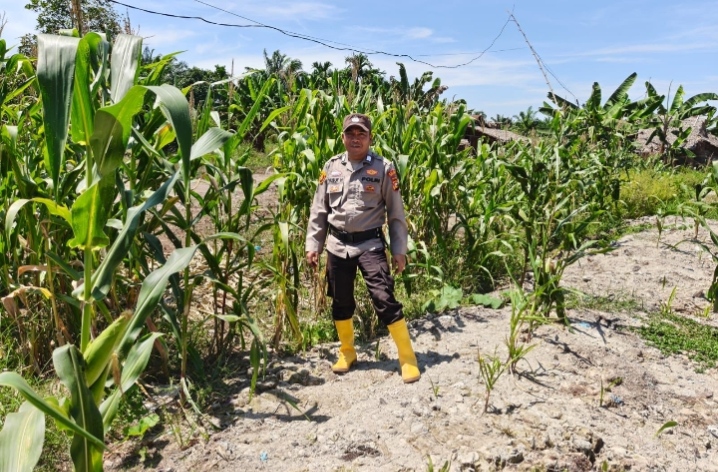 Polsek Panipahan Pantau Pertumbuhan Jagung pipil Petani