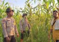 Polsek Sinaboi Rutin Pantau Lahan Jagung Pipil Demi Ketahanan Pangan