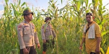Polsek Sinaboi Rutin Pantau Lahan Jagung Pipil Demi Ketahanan Pangan