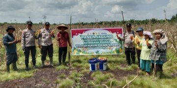 Polsek Sinaboi Gelar Panen Raya Jagung Serentak di kepenghuluan Sungai Bakau