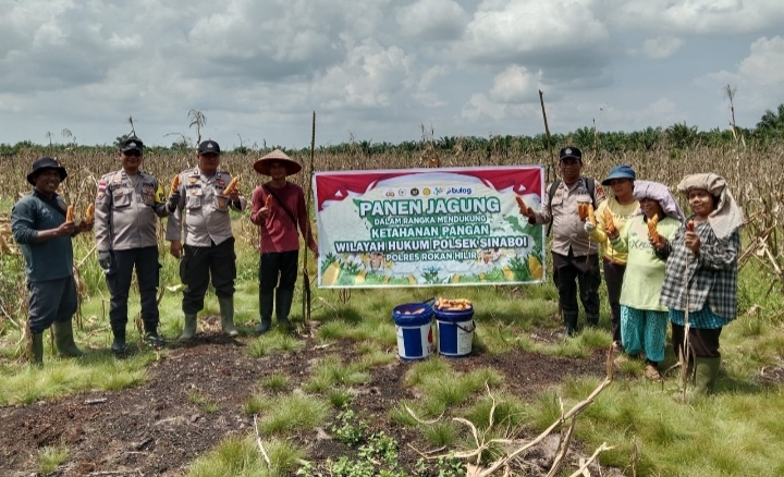 Polsek Sinaboi Gelar Panen Raya Jagung Serentak di kepenghuluan Sungai Bakau