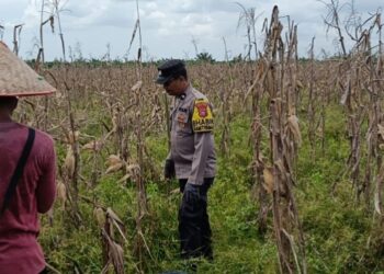 Polsek Sinaboi Cek Kesiapan Panen 4 Hektar Jagung di Lahan Gambut