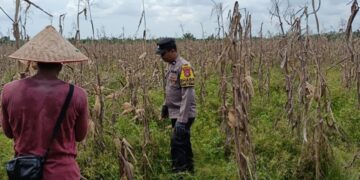 Polsek Sinaboi Cek Kesiapan Panen 4 Hektar Jagung di Lahan Gambut