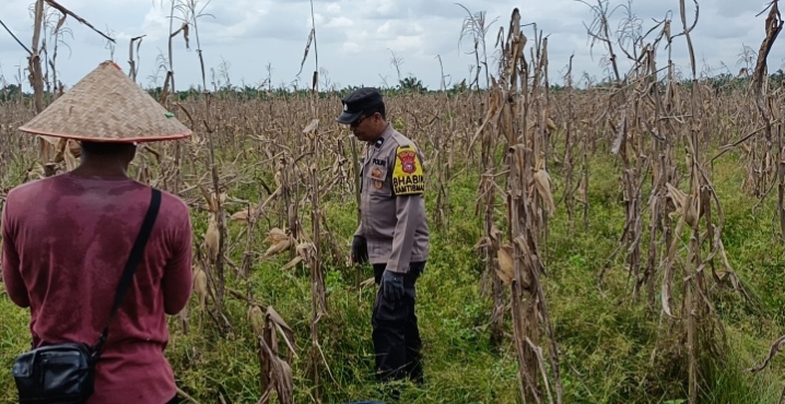 Polsek Sinaboi Cek Kesiapan Panen 4 Hektar Jagung di Lahan Gambut