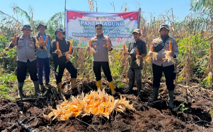 Dukung Asta Cita Presiden, Polsek Sinaboi Panen Raya 2 Ton Jagung
