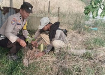 Polsek Sinaboi Sosialisasikan Program Green Policing Lewat Aksi Tanam Pohon