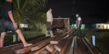 Dua Pelaku Pembalakan Liar Ditangkap di Sinaboi, Ratusan Kayu Diamankan