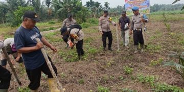 Penanaman Jagung Kuartal II, Polsek Sinaboi Garap Lahan 4 Hektar